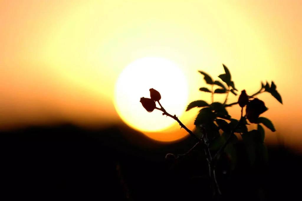 Silhouette of a plant with small buds and leaves against a large, glowing sun during sunset, with the sky transitioning from bright yellow near the sun to deep orange and dark at the horizon.